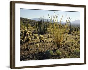 The Sonoran Desert at Sunrise-James Randklev-Framed Photographic Print