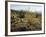 The Sonoran Desert at Sunrise-James Randklev-Framed Photographic Print