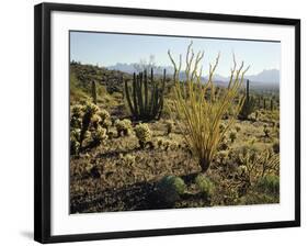 The Sonoran Desert at Sunrise-James Randklev-Framed Photographic Print