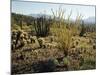 The Sonoran Desert at Sunrise-James Randklev-Mounted Photographic Print