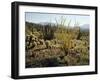 The Sonoran Desert at Sunrise-James Randklev-Framed Photographic Print