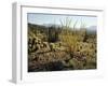 The Sonoran Desert at Sunrise-James Randklev-Framed Photographic Print