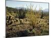 The Sonoran Desert at Sunrise-James Randklev-Mounted Photographic Print