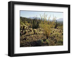 The Sonoran Desert at Sunrise-James Randklev-Framed Photographic Print