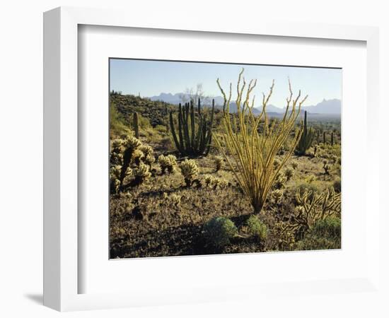 The Sonoran Desert at Sunrise-James Randklev-Framed Photographic Print