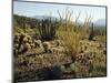 The Sonoran Desert at Sunrise-James Randklev-Mounted Photographic Print
