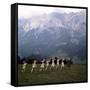 The Sound of Music, 1965-null-Framed Stretched Canvas