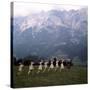 The Sound of Music, 1965-null-Stretched Canvas