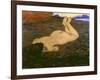 The Source, 1897-Felix Vallotton-Framed Giclee Print