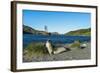 The southern elephant seal (Mirounga leonina) in front of an old whaling boat, Ocean Harbour, South-Michael Runkel-Framed Photographic Print
