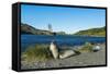 The southern elephant seal (Mirounga leonina) in front of an old whaling boat, Ocean Harbour, South-Michael Runkel-Framed Stretched Canvas