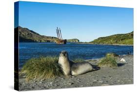 The southern elephant seal (Mirounga leonina) in front of an old whaling boat, Ocean Harbour, South-Michael Runkel-Stretched Canvas
