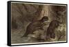 The Southern River Otter by Alfred Edmund Brehm-Stefano Bianchetti-Framed Stretched Canvas