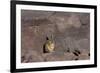 The Southern Vizcacha Found in the Peruvian Andes, are Rodents-Mallorie Ostrowitz-Framed Photographic Print