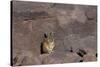 The Southern Vizcacha Found in the Peruvian Andes, are Rodents-Mallorie Ostrowitz-Stretched Canvas