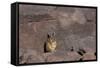 The Southern Vizcacha Found in the Peruvian Andes, are Rodents-Mallorie Ostrowitz-Framed Stretched Canvas