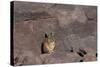 The Southern Vizcacha Found in the Peruvian Andes, are Rodents-Mallorie Ostrowitz-Stretched Canvas