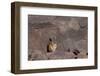 The Southern Vizcacha Found in the Peruvian Andes, are Rodents-Mallorie Ostrowitz-Framed Photographic Print