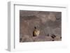 The Southern Vizcacha Found in the Peruvian Andes, are Rodents-Mallorie Ostrowitz-Framed Photographic Print