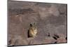 The Southern Vizcacha Found in the Peruvian Andes, are Rodents-Mallorie Ostrowitz-Mounted Photographic Print