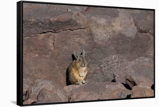 The Southern Vizcacha Found in the Peruvian Andes, are Rodents-Mallorie Ostrowitz-Framed Stretched Canvas
