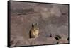 The Southern Vizcacha Found in the Peruvian Andes, are Rodents-Mallorie Ostrowitz-Framed Stretched Canvas
