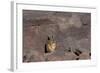 The Southern Vizcacha Found in the Peruvian Andes, are Rodents-Mallorie Ostrowitz-Framed Photographic Print