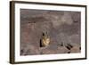 The Southern Vizcacha Found in the Peruvian Andes, are Rodents-Mallorie Ostrowitz-Framed Photographic Print