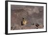 The Southern Vizcacha Found in the Peruvian Andes, are Rodents-Mallorie Ostrowitz-Framed Photographic Print