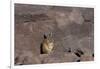 The Southern Vizcacha Found in the Peruvian Andes, are Rodents-Mallorie Ostrowitz-Framed Photographic Print