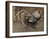 'The Spangled Cock', 1903 (1935)-Joseph Crawhall-Framed Giclee Print