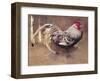 The Spangled Cock-Joseph Crawhall-Framed Premium Giclee Print