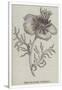 Gramercy White