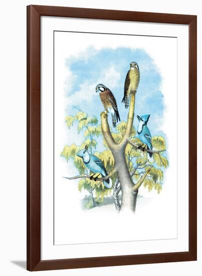 The Sparrow Hawk-Theodore Jasper-Framed Art Print