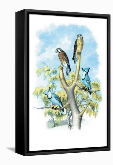 The Sparrow Hawk-Theodore Jasper-Framed Stretched Canvas