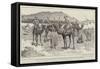 The Special Correspondents Starting a Reconnaissance of their Own at Assouan-William Ralston-Framed Stretched Canvas