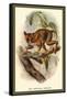 The Spectral Tarsier-Sir William Jardine-Framed Stretched Canvas