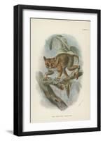 The Spectral Tarsier-null-Framed Giclee Print