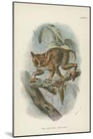The Spectral Tarsier-null-Mounted Giclee Print