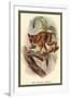 The Spectral Tarsier-Sir William Jardine-Framed Art Print