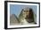 The Sphinx, 4th Dynasty-null-Framed Giclee Print