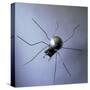 The Spider, 1996-Lawrie Simonson-Stretched Canvas