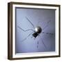 The Spider, 1996-Lawrie Simonson-Framed Giclee Print