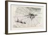 The Spider and the Fly-null-Framed Giclee Print