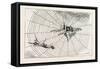 The Spider and the Fly-null-Framed Stretched Canvas