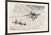 The Spider and the Fly-null-Framed Premium Giclee Print