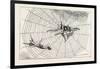 The Spider and the Fly-null-Framed Premium Giclee Print