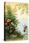 The Spider and the Staghorn Beetle-A. Hochstein-Stretched Canvas