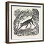 The Spider Monkey-null-Framed Giclee Print