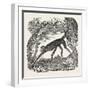 The Spider Monkey-null-Framed Giclee Print